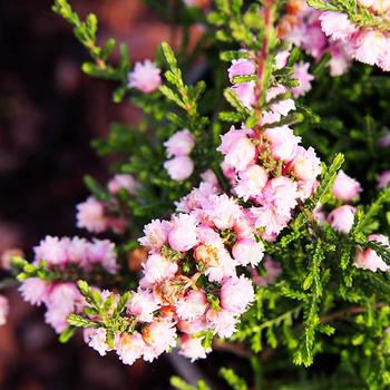Calluna vulgaris 'H. E. Beale' 