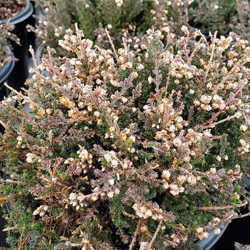 Calluna vulgaris 'H. E. Beale' (316151)