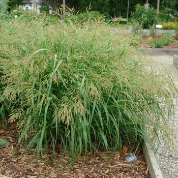 Panicum virgatum 'Cape Breeze' PP24895