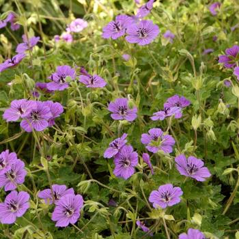 Geranium 'Pink Penny' PP17656