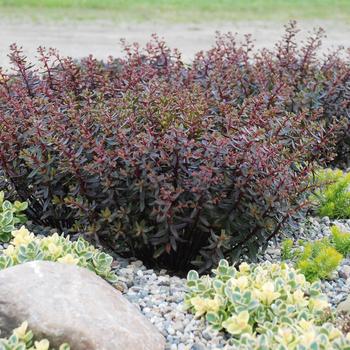 Sedum 'Jade Tuffet' USPP27009P2