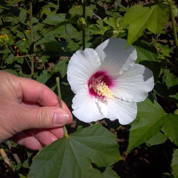 Hibiscus 'Lohengrin' 