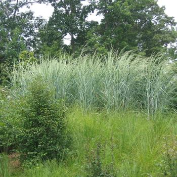Panicum amarum 'Dewey Blue'