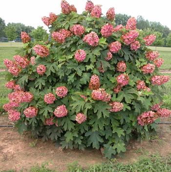 Hydrangea quercifolia 'Queen of Hearts' 
