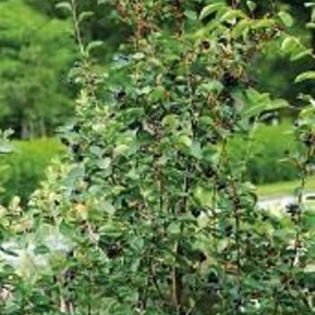 Amelanchier alnifolia '' (316159)