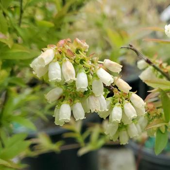 Vaccinium angustifolium '' (316162)