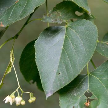 Tilia americana