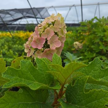 Hydrangea quercifolia 'Queen of Hearts' (316166)