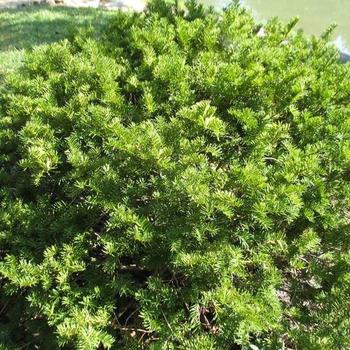 Taxus x media 'Brownii' 