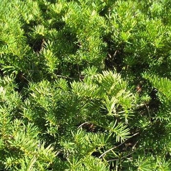 Taxus x media 'Brownii' (316168)