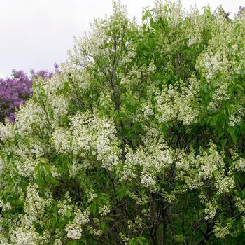 Syringa vulgaris 'Primrose' 