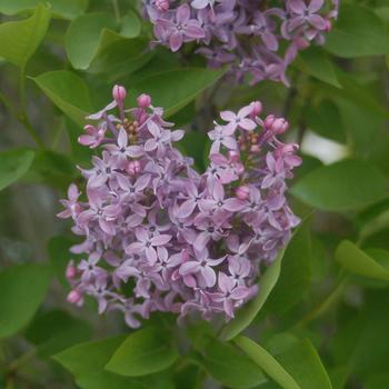Syringa vulgaris 'Prairie Petite'