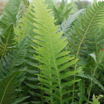 Thelypteris decursive-pinnata '' (316171)