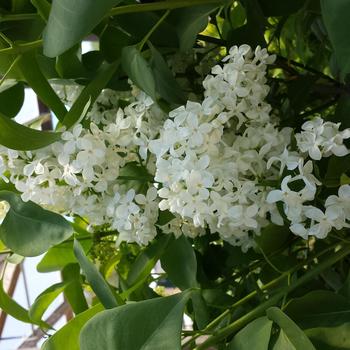 Syringa vulgaris 'Primrose' (316172)