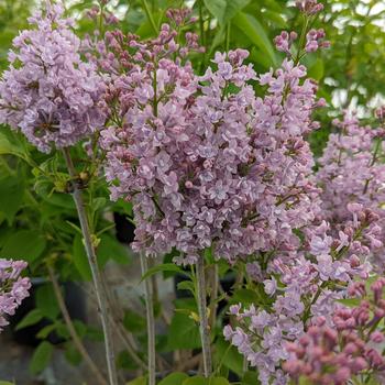 Syringa vulgaris 'Paul Thurion' (316173)