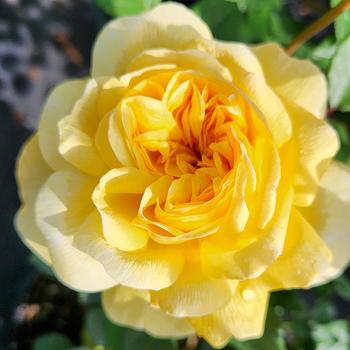 Rosa 'The Poet's Wife' (316174)