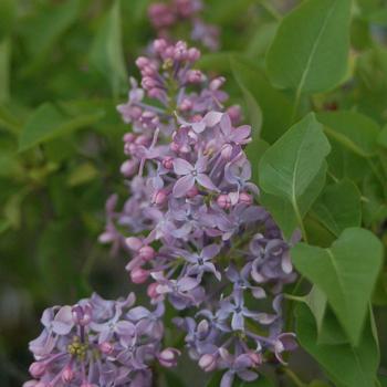 Syringa vulgaris 'Prairie Petite' (316175)