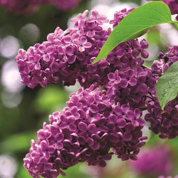 Syringa vulgaris 'Monge' 