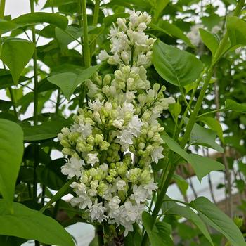 Syringa vulgaris 'Beauty of Moscow' 
