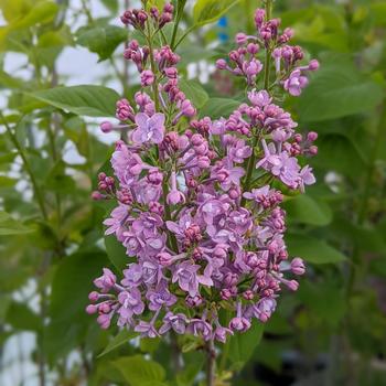 Syringa vulgaris 'Paul Thurion' 