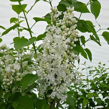 Syringa vulgaris 'Beauty of Moscow' (316180)