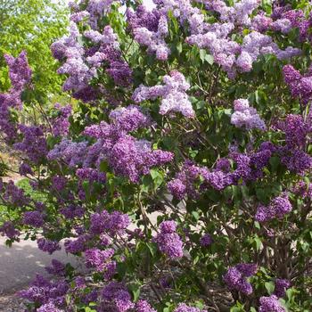 Syringa vulgaris 'Albert F. Holden'