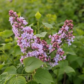Syringa vulgaris 'Agincourt Beauty' 