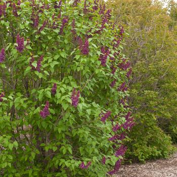 Syringa vulgaris 'Charles Joly' (316184)