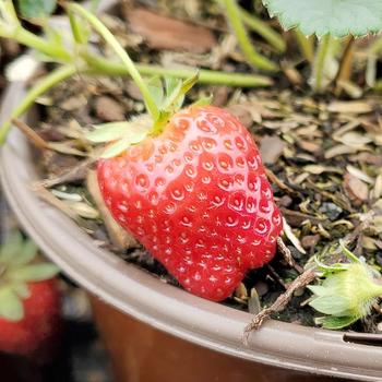 Fragaria x ananassa 'Seascape' 