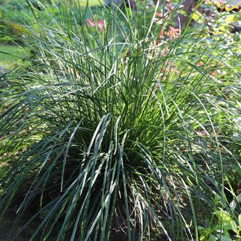 Sesleria caerulea
