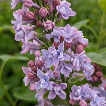Syringa vulgaris 'Agincourt Beauty' (316191)
