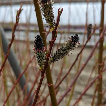 Salix gracilistyla 'Melanostachys' (316196)