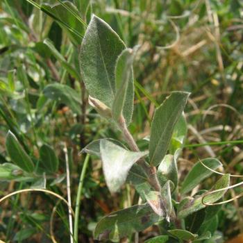 Salix repens