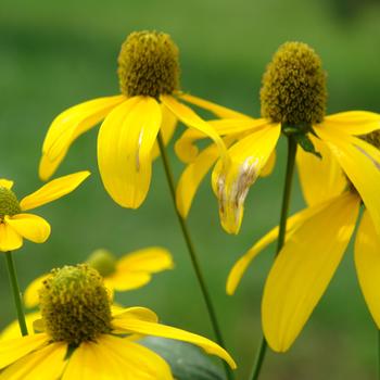 Rudbeckia laciniata '' (316200)