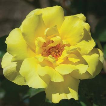 Rosa 'Golden Showers' 
