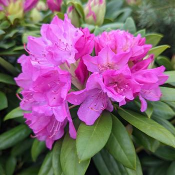 Rhododendron catawbiense 'Roseum Pink' 