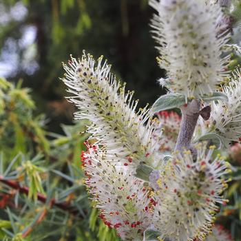 Salix candida
