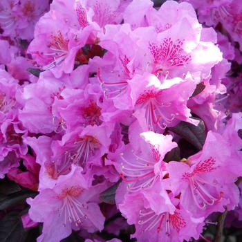 Rhododendron 'Midnight Ruby' (316206)