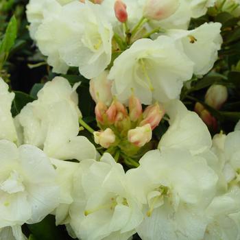 Rhododendron 'Lemon Dream'