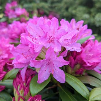 Rhododendron catawbiense 'Roseum Pink' (316208)