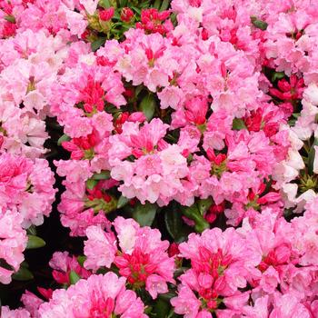 Rhododendron 'Kalinka'