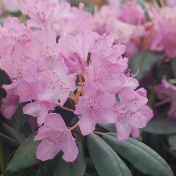 Rhododendron 'English Roseum' 
