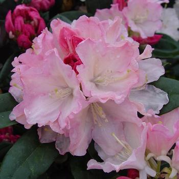 Rhododendron Yakushima hybrid 'Dreamland' 