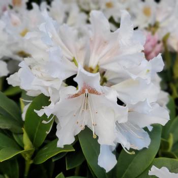 Rhododendron catawbiense 'Cunningham's White'