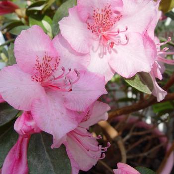 Rhododendron 'Bubblegum'