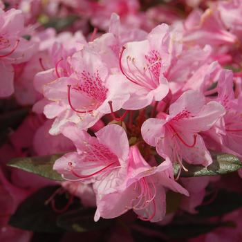 Rhododendron 'Weston's Aglo' 