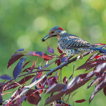 Prunus virginiana 'Canada Red' 