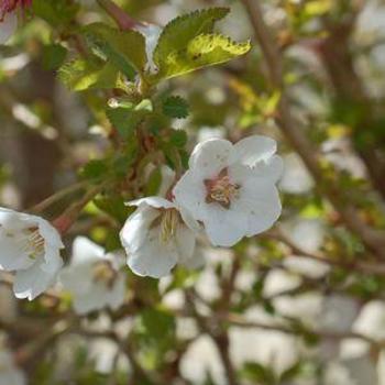 Prunus incisia 'Little Twist®' PP21,109