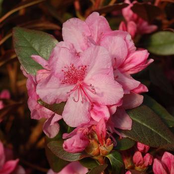 Rhododendron 'Weston's Aglo' (316220)