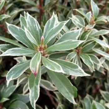 Pieris japonica 'Little Heath' 